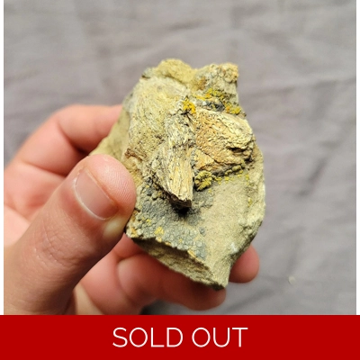 Rare Tyrannosaurus Rex T-Rex Vertebra Bone Shard Fossil Theropod Dinosaur Rare Tyrannosaurus Rex T-Rex Vertebra Bone Shard Fossil Theropod Dinosaur